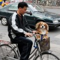 Больших собак в Китае держать запрещено. Поэтому любители данных животных выгуливают вот таких мелких мохнатых существ.
            