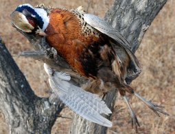 Немного приобщился к процессу убийства пернатых, да вытаптыванию кукурузных полей в Пограничном районе Приморского края. С пыхтением достойным паровой сноповязалки, перемещался я по пожелтевшим полям. Периодически вокруг в ужасе
взлетали фазаны, что роились в траве несметными полчищами. Я беспорядочно палил во все стороны, с энтузиазмом горящего склада пиротехники. Попадал в кого-нибудь исключительно редко, однако на бодротекучесть процесса охоты сей факт
влиял мало.