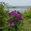 
              Острова в бурном осеннем цветении. Со всех сторон торчит какая-нибудь веселенькая ботаника.
            