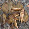 
              На обед наколупали крупной камбалы. Ну и волосатую рогатку (Hemitripteridae, на фото пузатая в центре) с прочей нечистью для ухи.
            
