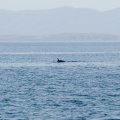 Жужемоторнули дальше по заливу. На акватории весело хрюкал китеныш, но подойти и снять поближе не решились. Еще попадется какой-нибудь нервный, при таких-то габаритах.
            