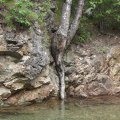 Вечнобудунное дерево. Во как сушняк мучает, такое толстое хлебало в воду сунуло.
            