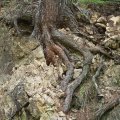 Во какие изящные корнеплоды.
            
