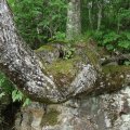 Местные деревья растут в белогорячечном стиле.
            