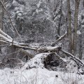 
              В целом удовлетворительно показали себя колесья Interco TrXus Mud Terrain. Роскошно плющатся на болотине, и даже делают попытки выхода из колеи. Что удивительно, для столь асфальтовой резины. Если и прогнозы по износу подтвердятся, то
              можно сказать, что эта обувь для меня оптимальна.
            