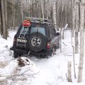 
              Сафарик заскучал на пне.
            