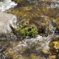 А в воде всяка пакость зеленая цветет и пахнет.
            