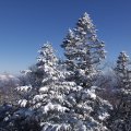 А вот елки в снегу, это совсем другое дело.
            