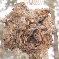 
      А деревья корчили нам страшные рожи.
    