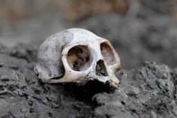 У человечества есть одна замечательна черта &mdash; расселяться по поверхности планеты неравномерно, скапливаясь миллионными толпами в отдельных населенных пунктах, при этом полностью игнорируя огромные жизненные пространства вокруг. В результате, даже в самых густонаселенных регионах без труда можно найти совершенно безлюдные пространства. Есть они и в затоптанном туристами Таиланде.
