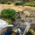 К вечеру пара сотен квадратных метров поверхности воды очистилась от ряски. Удачное направление ветра сгоняло ботву в сторону скиммера. Полная тачка растительности получалась за несколько минут.
